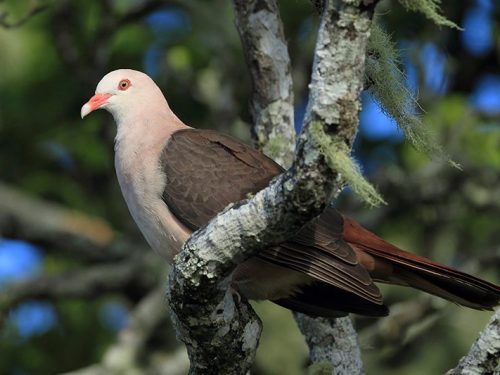 Pink Pigeon – © Jacques de Spéville Pink Pigeon - © Jacques de Spéville