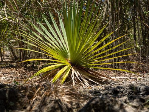 Vacoas (Pandanus vandermeeschii) 3 – © Mauritian Wildlife Foundation Vacoas (Pandanus vandermeeschii) 3 - © Mauritian Wildlife Foundation